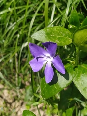 Vinca major