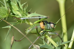 Steropleurus andalusius