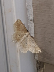 Euchlaena marginaria