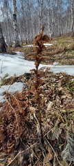 Orobanche coerulescens