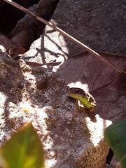 Lacerta agilis