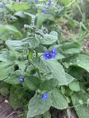 Pentaglottis sempervirens