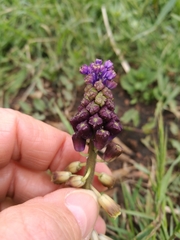 Muscari comosum image