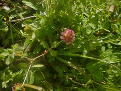 Trifolium clypeatum