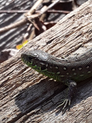 Lacerta agilis