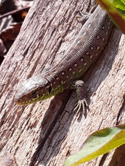 Lacerta agilis