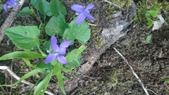 Rostratae