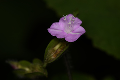 Tradescantia poelliae