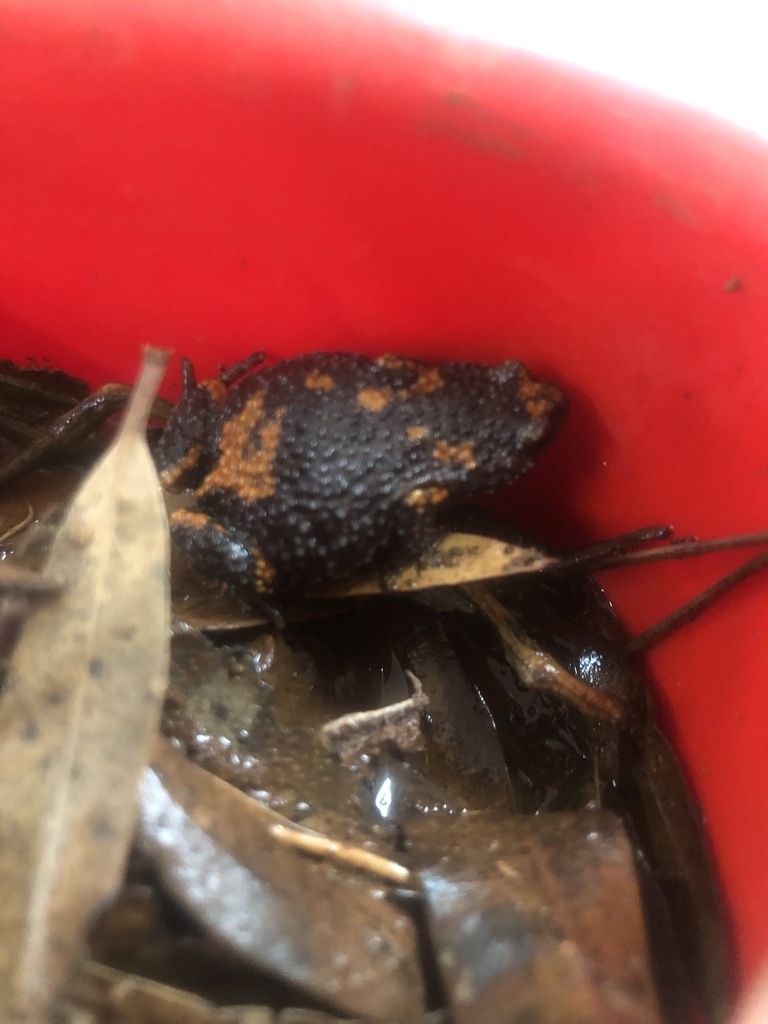Douglas' Toadlet