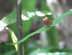 Abisara saturata