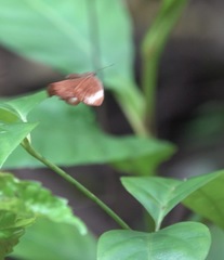 Abisara saturata