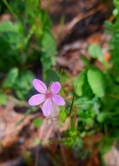 Erodium