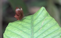 Abisara saturata
