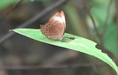 Abisara saturata