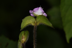Tradescantia poelliae