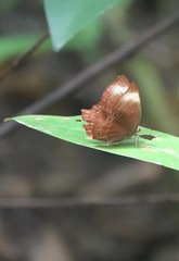 Abisara saturata