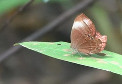 Abisara saturata
