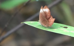 Abisara saturata