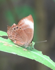 Abisara saturata