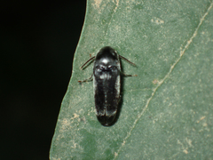 Eucnemidae