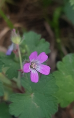 Geranium rotundifolium