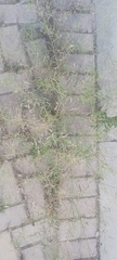 Sisymbrium irio