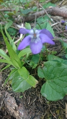 Rostratae