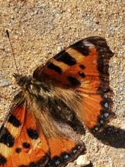 Aglais urticae