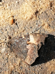 Aglais urticae