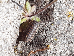 Armadillidium versicolor