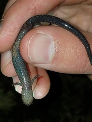 Plethodon electromorphus