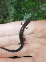 Plethodon electromorphus