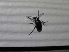 Tarpela micans