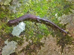 Plethodon electromorphus