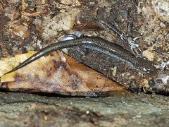 Plethodon electromorphus