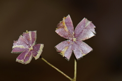 Sloanea terniflora