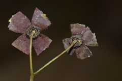Sloanea terniflora