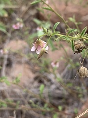 Hermannia boraginiflora