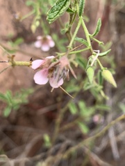 Hermannia boraginiflora