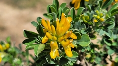 Medicago arborea