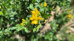 Medicago arborea