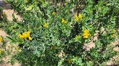 Medicago arborea