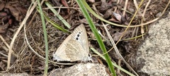 Caerulea coeligena