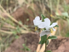 Hibiscus micranthus