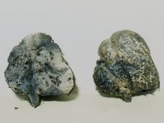 Heliogaster columellifer