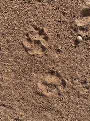 Civettictis civetta australis