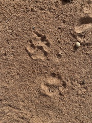 Civettictis civetta australis