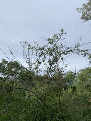 Combretum mossambicense