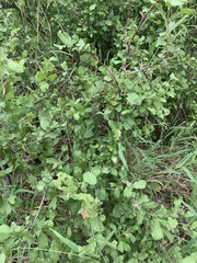 Combretum mossambicense