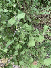 Combretum mossambicense